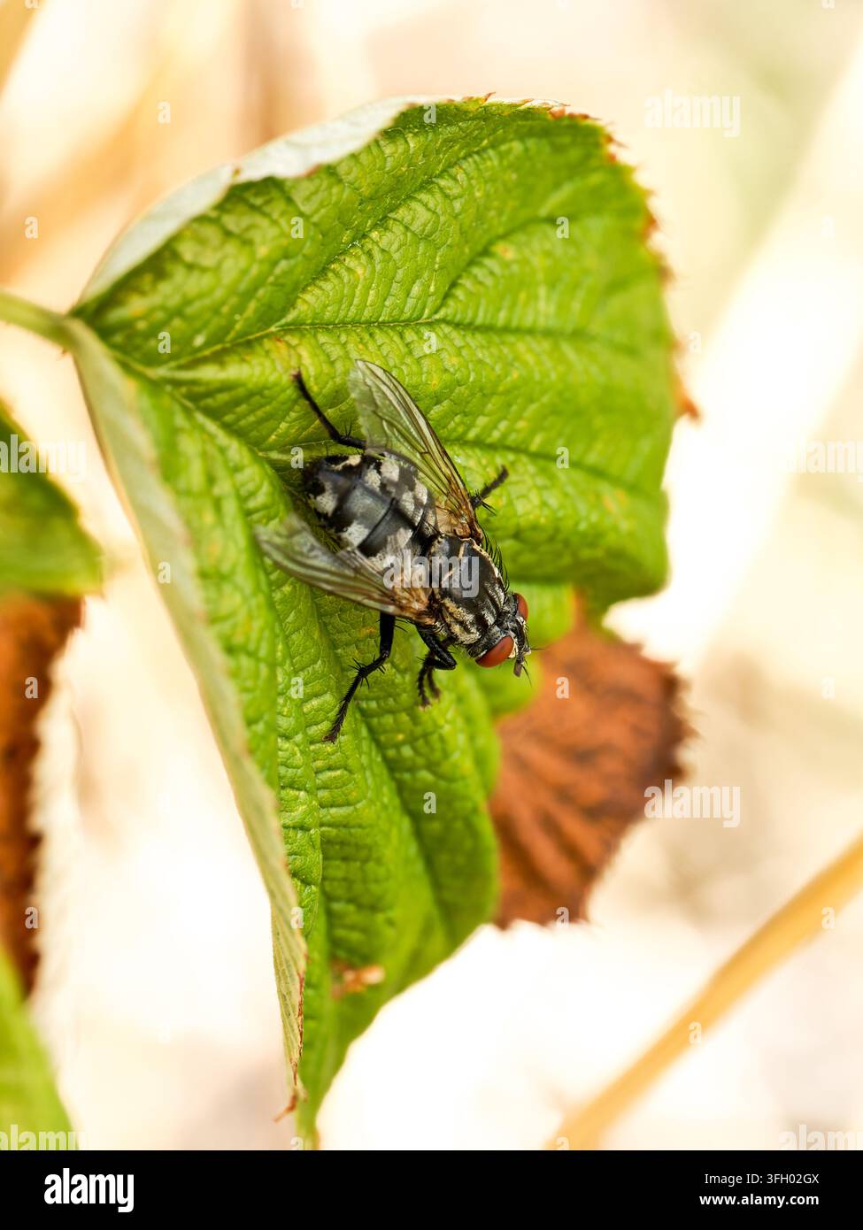 Mosca della carne (Sarcophaga sp.) appoggiata su una foglia verde a Les Planches-en-Montagne, Francia Foto Stock