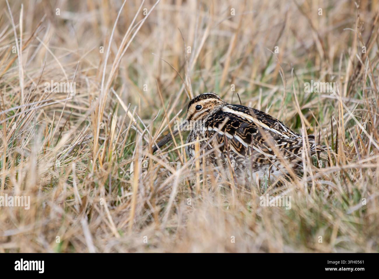 Beccaccia comune Gallinago gallinago, accovacciata nell'erba secca e negli steli di canna, mostra il suo schema di piumaggio mimetico. Maggio. Foto Stock
