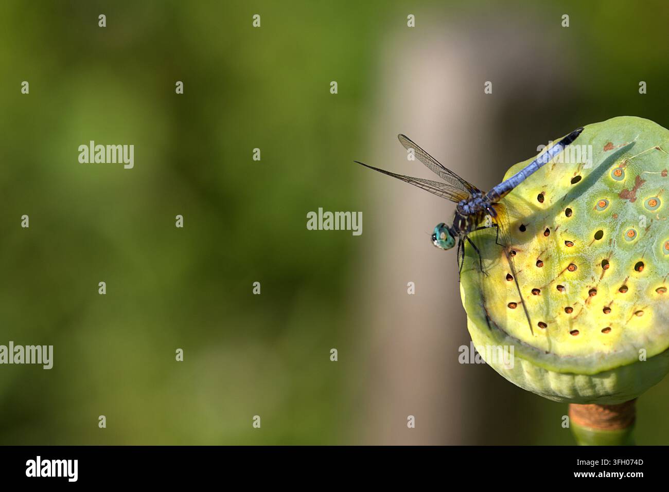 Un drago maschio Blue Dasher (Pachydiplax longipennis) è elegantemente posato sul bordo di una capsula di loto essiccata, strutturata e geometrica. Foto Stock