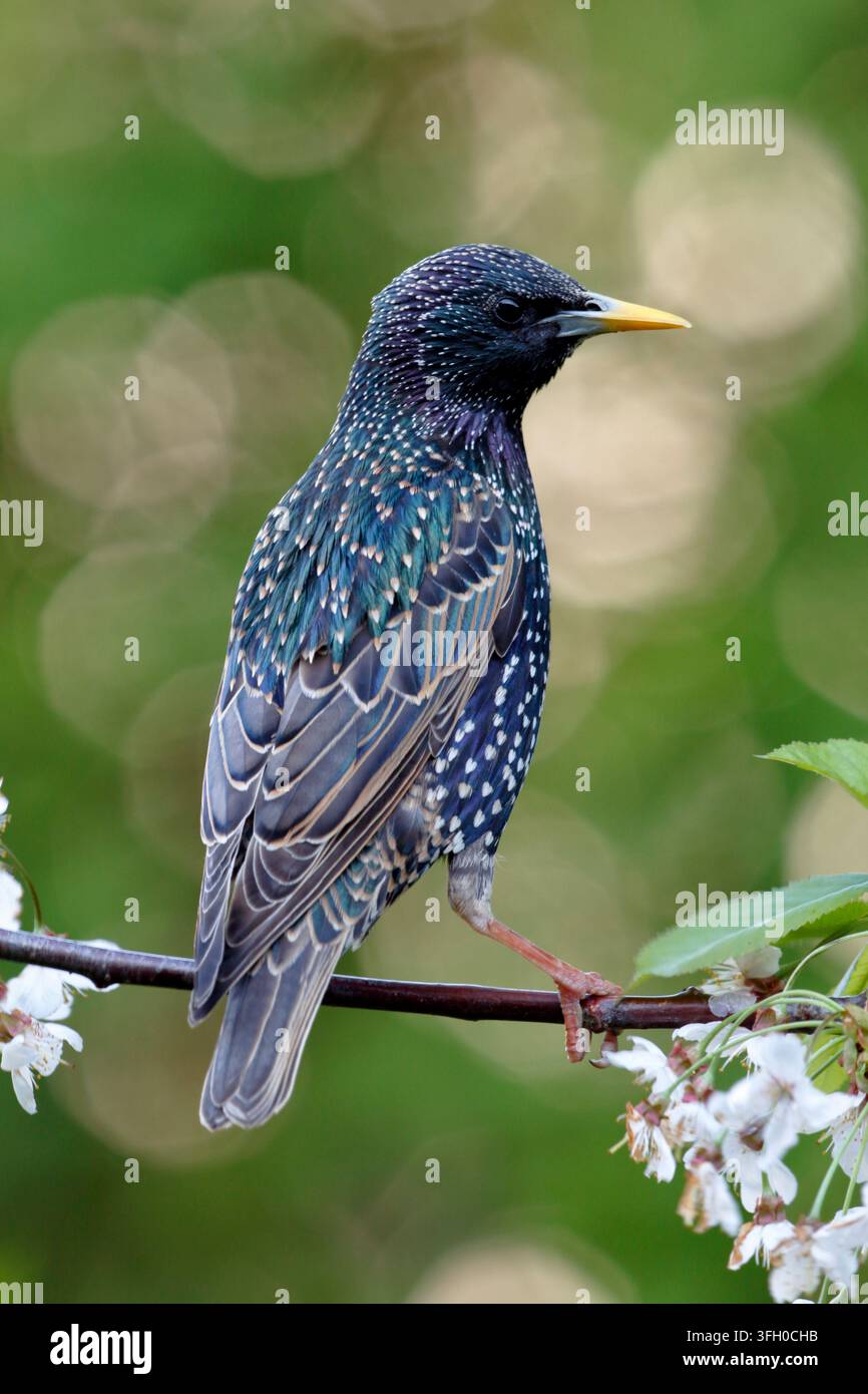 Storno comune, Sturnus vulgaris, piumaggio estivo di un uccello adulto. Foto Stock