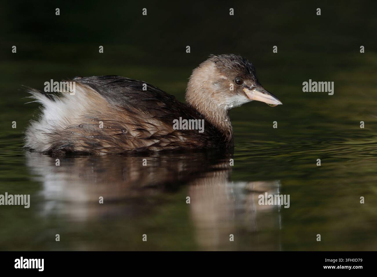 Piccolo grebe, Tachybaptus ruficollis, uccello adulto in piumaggio invernale che nuota sul fiume Ver a St Albans Foto Stock