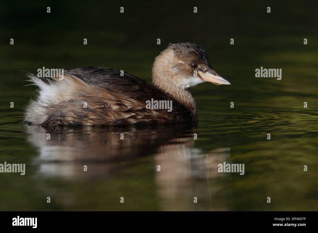 Piccolo grebe, Tachybaptus ruficollis, uccello adulto in piumaggio invernale che nuota sul fiume Ver a St Albans Foto Stock