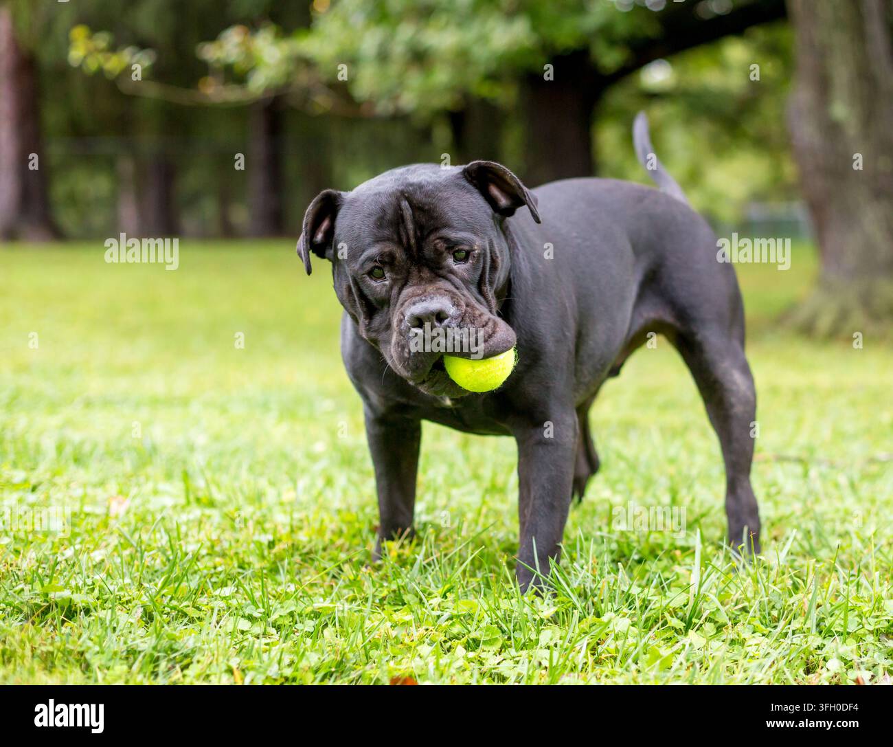 Un cane nero Shar-Pei x Pit Bull Terrier di razza mista che gioca con una palla in bocca Foto Stock