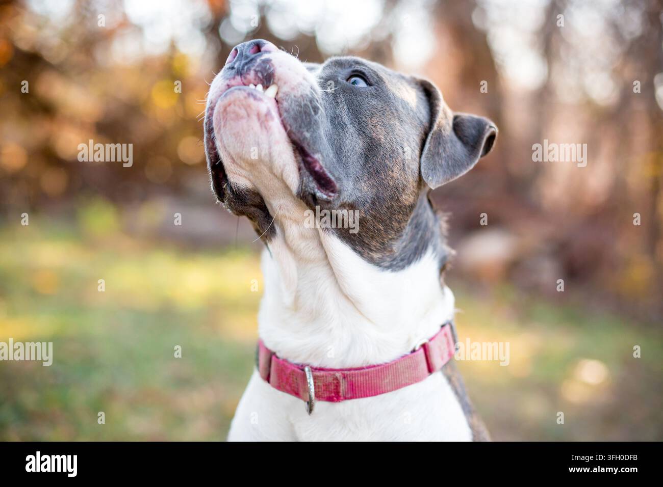 Un cane di razza mista Pit Bull Terrier grigio e bianco con un'espressione buffa e sensuale Foto Stock