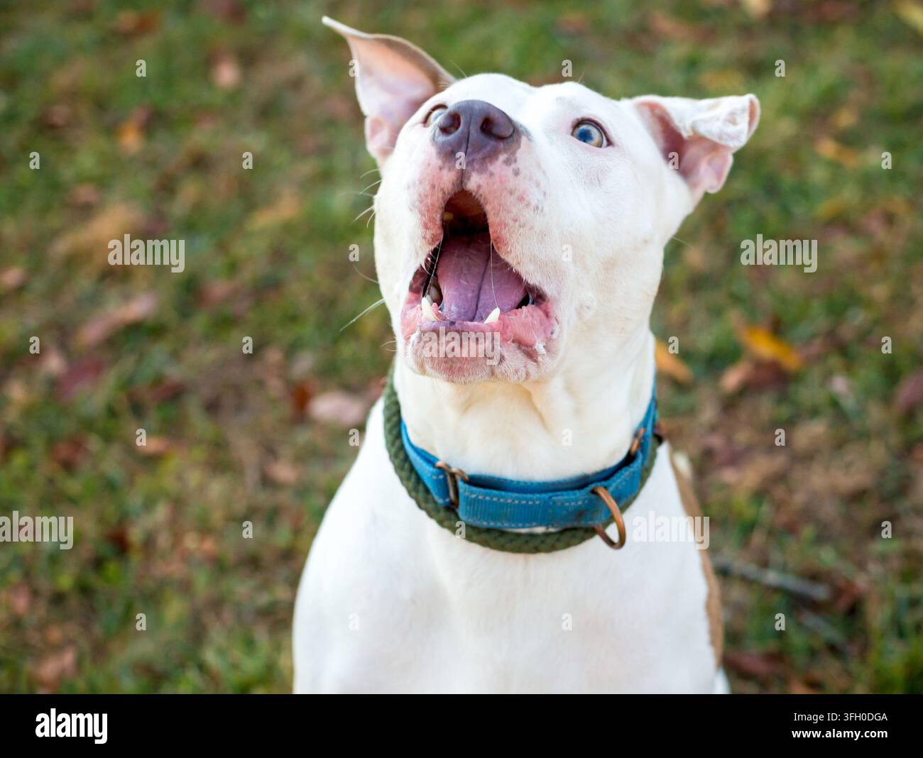 Un cane di razza mista Pit Bull Terrier che apre la bocca per catturare una sorpresa Foto Stock