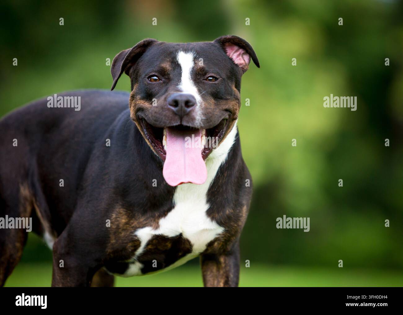 Un cane di razza mista Greater Swiss Mountain Dog con un'espressione felice Foto Stock