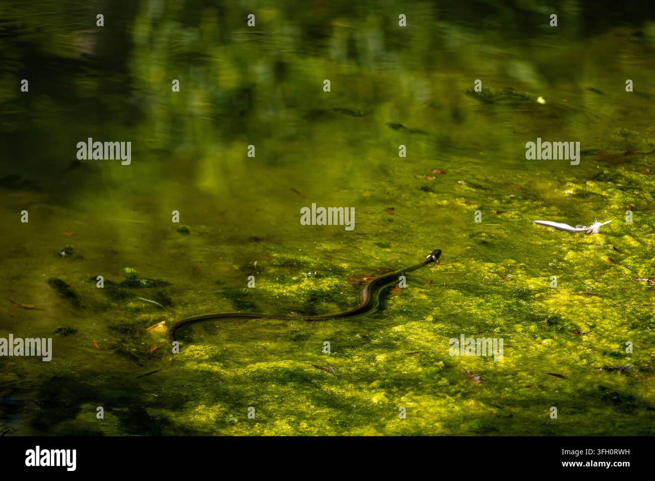 Natrix natrix che nuota in uno stagno coperto da alghe verdi Foto Stock