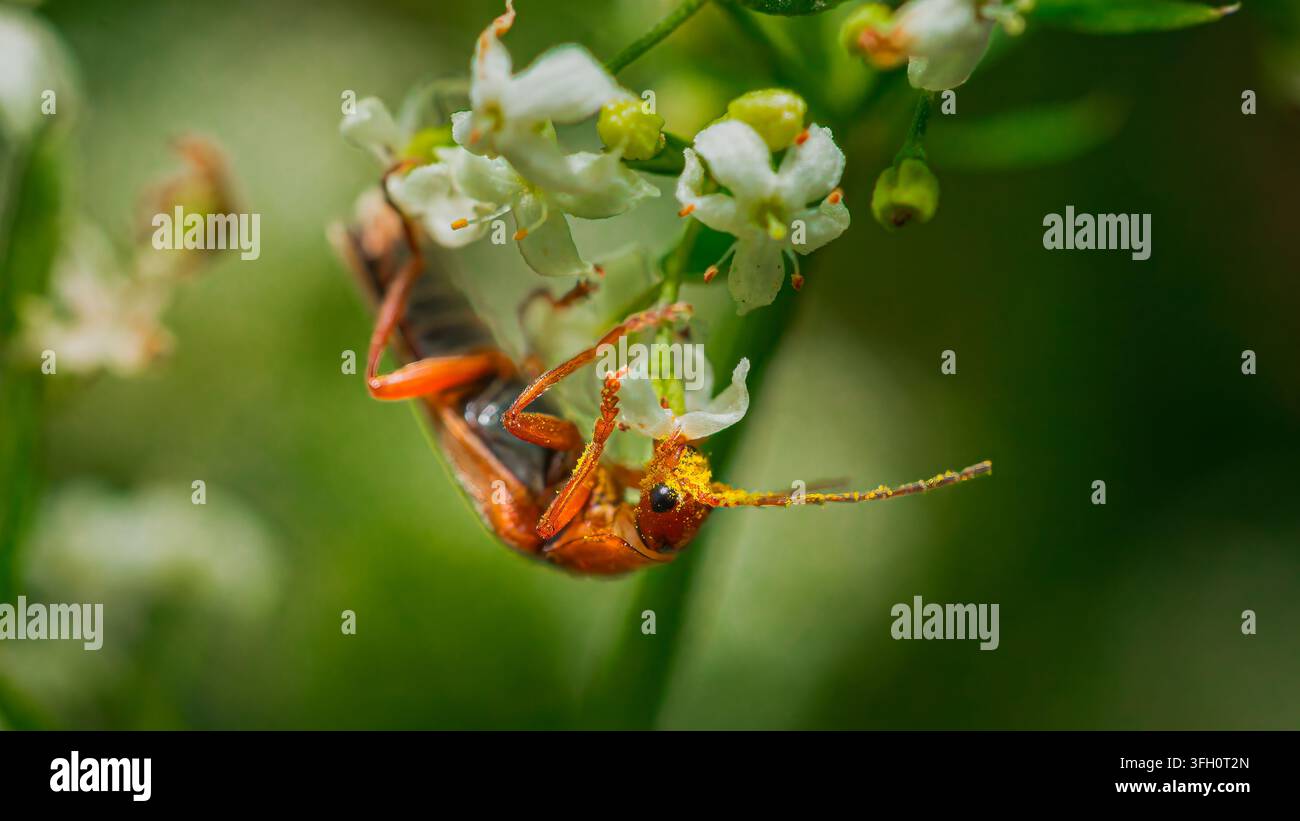 Coleottero soldato rosso comune (Rhagonycha fulva) coperto di polline giallo che si nutre di fiori selvatici bianchi Foto Stock