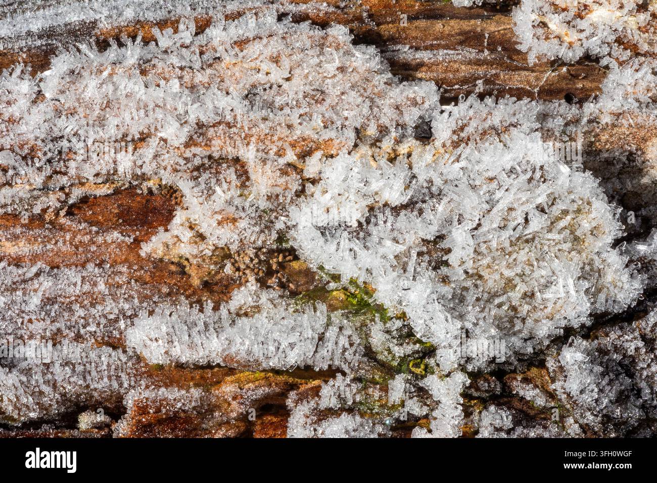 Cristalli di brina a forma di ago che coprono densamente la corteccia marrone consumata e macchie di muschio verde, fotografati in primo piano estremo rivelando dettagli intricati Foto Stock