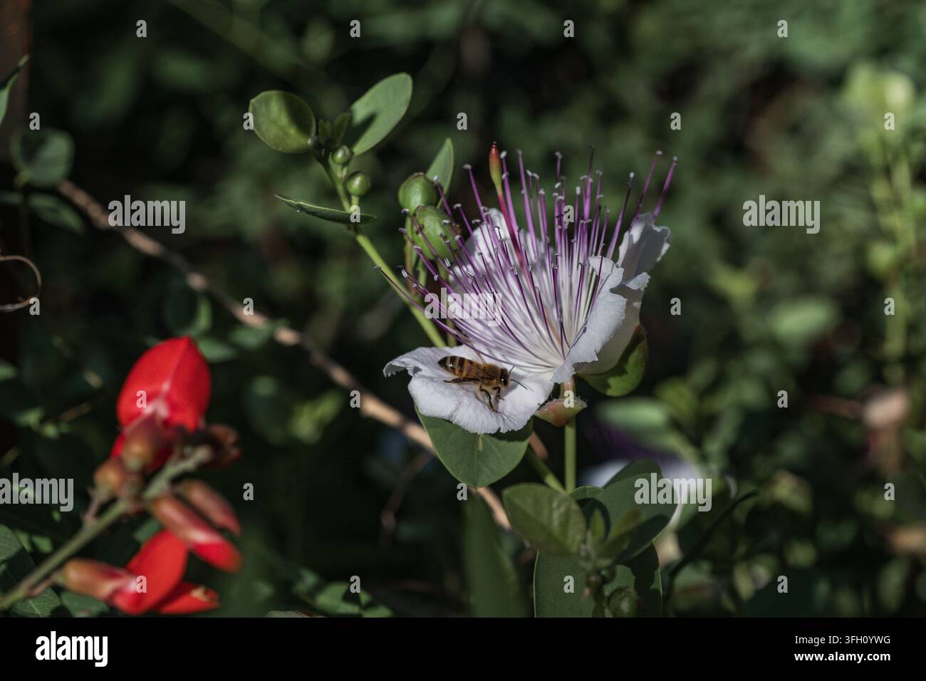 Fiore di pianta di capperi bianchi con ape in un giardino botanico Foto Stock