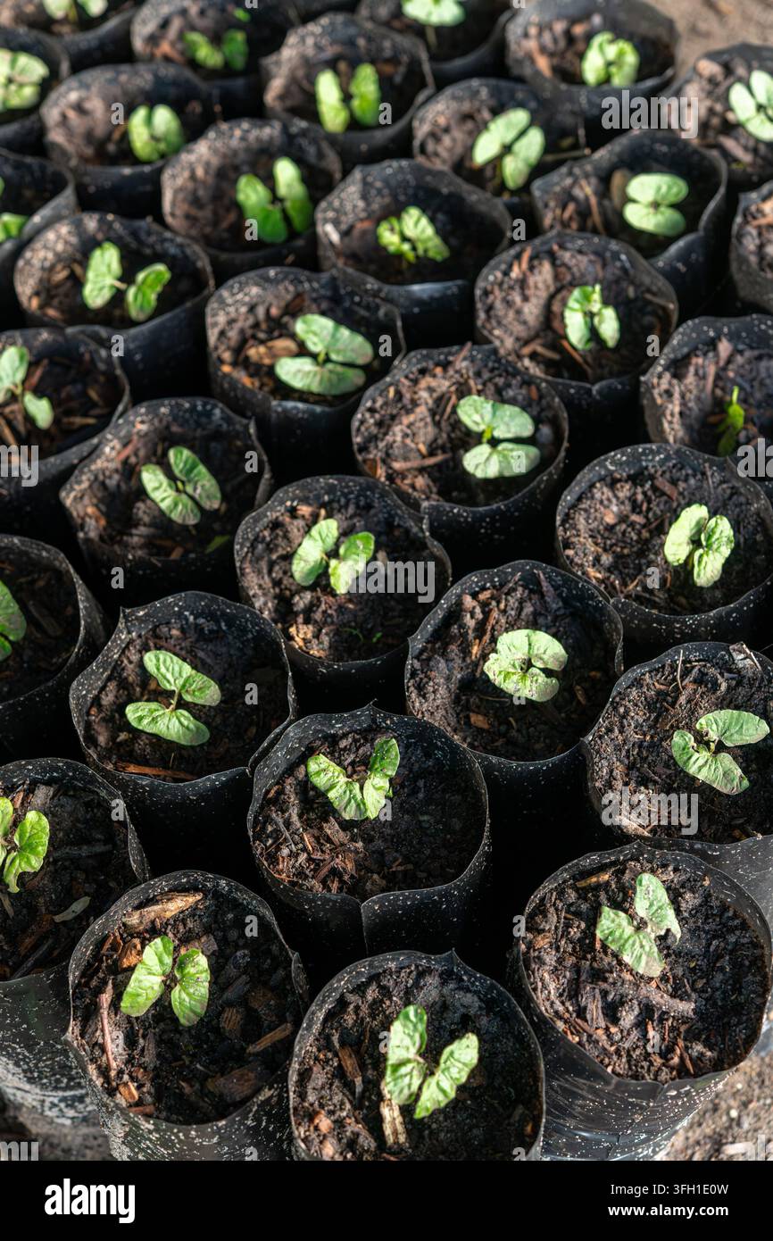 Giovani piantine che crescono in sacchetti di vivaio Foto Stock