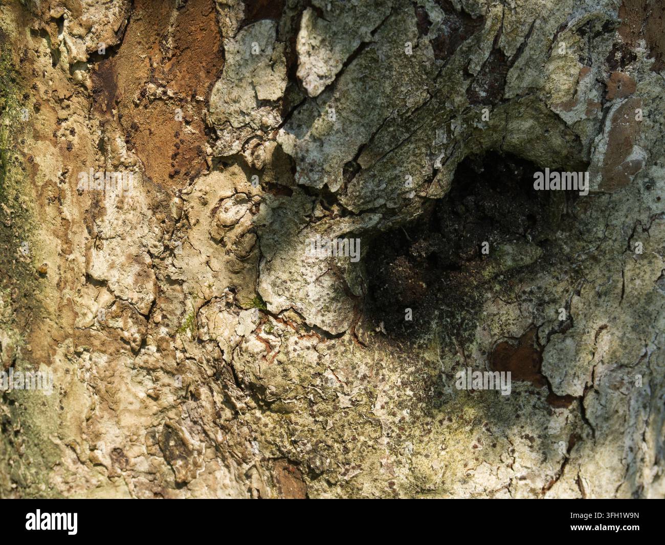 corteccia di albero erosa con nodo scuro nella foresta Foto Stock