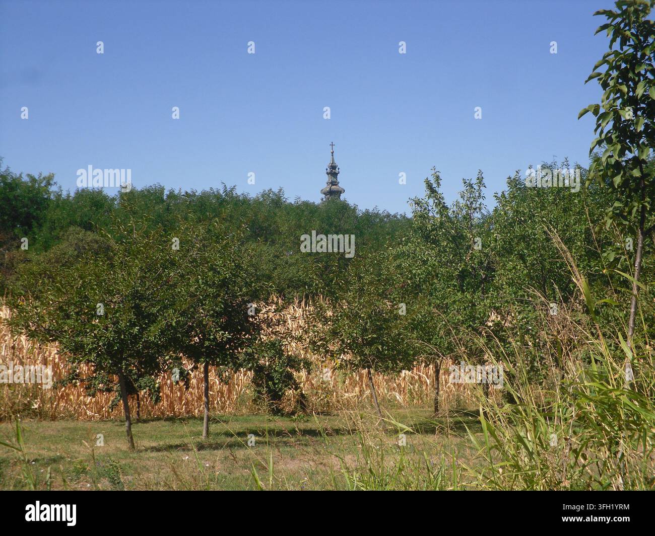 Ampia veduta di un campo di mais maturo e di un giovane frutteto con una torre di chiesa ortodossa barocca storica che si staglia in lontananza sotto un cielo azzurro. Foto Stock