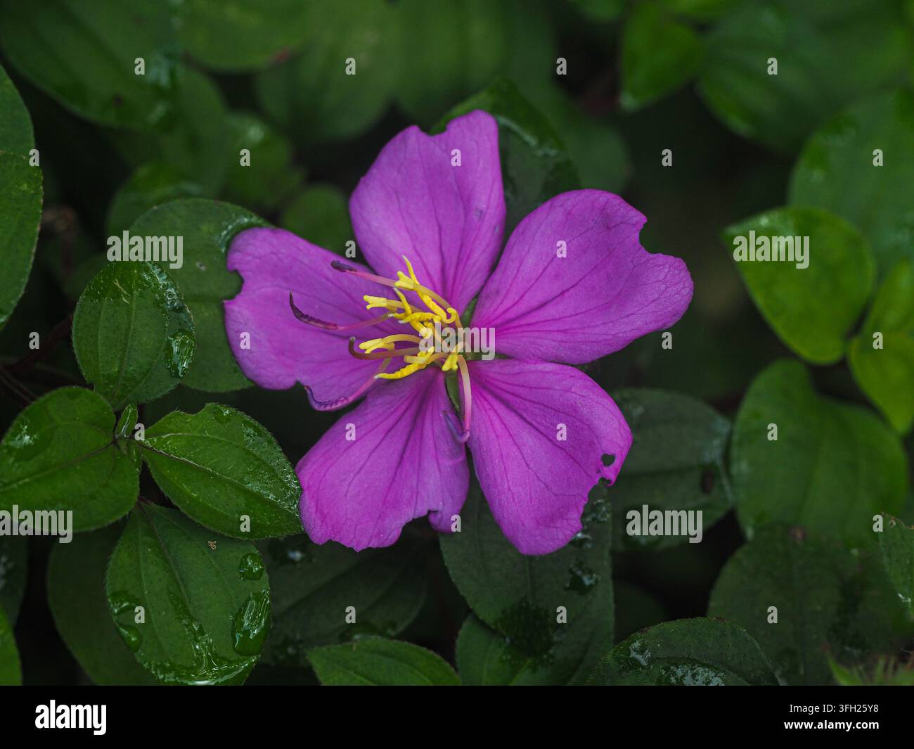 Fiore di Melastoma viola che sboccia tra foglie verdi bagnate in una foresta tropicale, rivelando la delicata bellezza di una pianta selvatica della foresta. Foto Stock