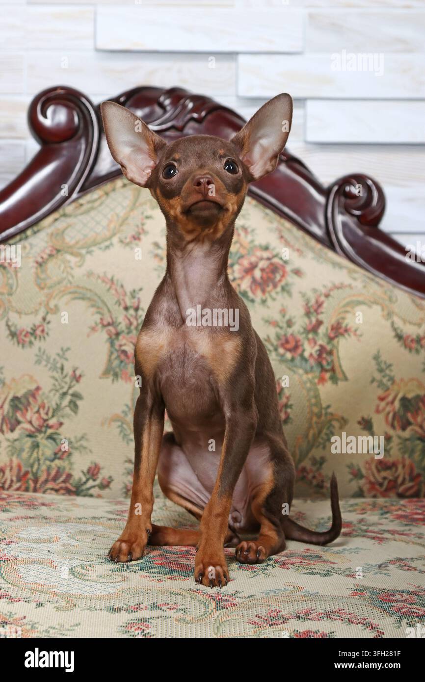 Un cane toy terrier marrone è seduto su un divano e guarda verso l'obiettivo. Primo piano del cane. Foto Stock