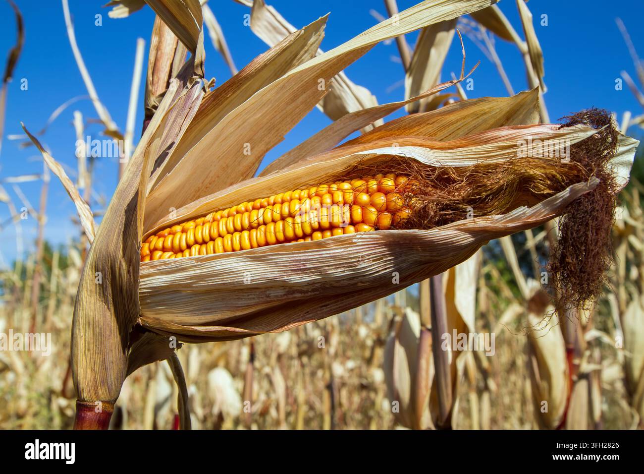 Un orecchio di mais maturo in un campo di mais. Un grande orecchio di mais nel giardino. Foto Stock