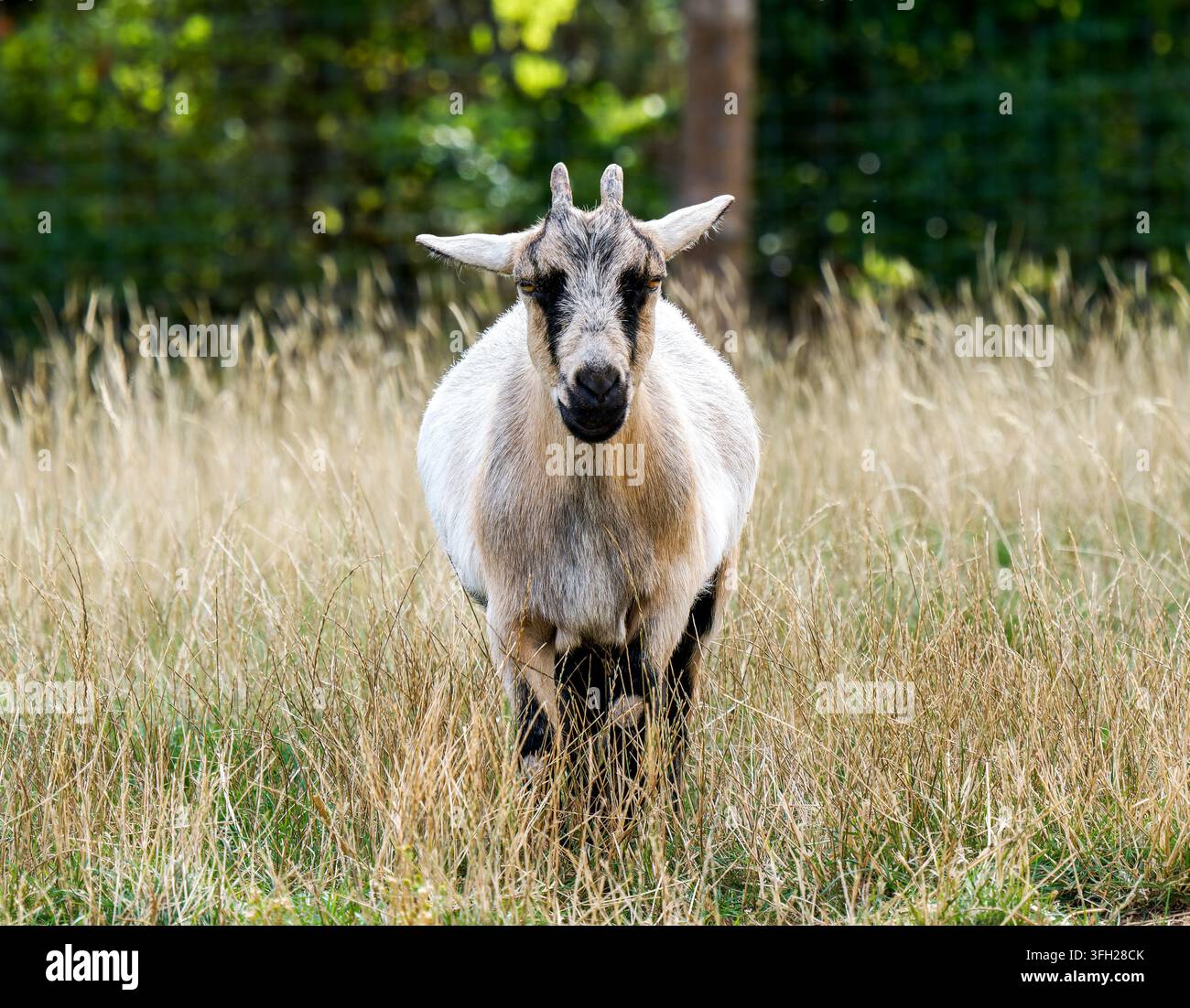 Capra domestica nana (Capra hircus) in piedi tra l'erba alta al Parc Polaire, Chaux-Neuve, Francia Foto Stock