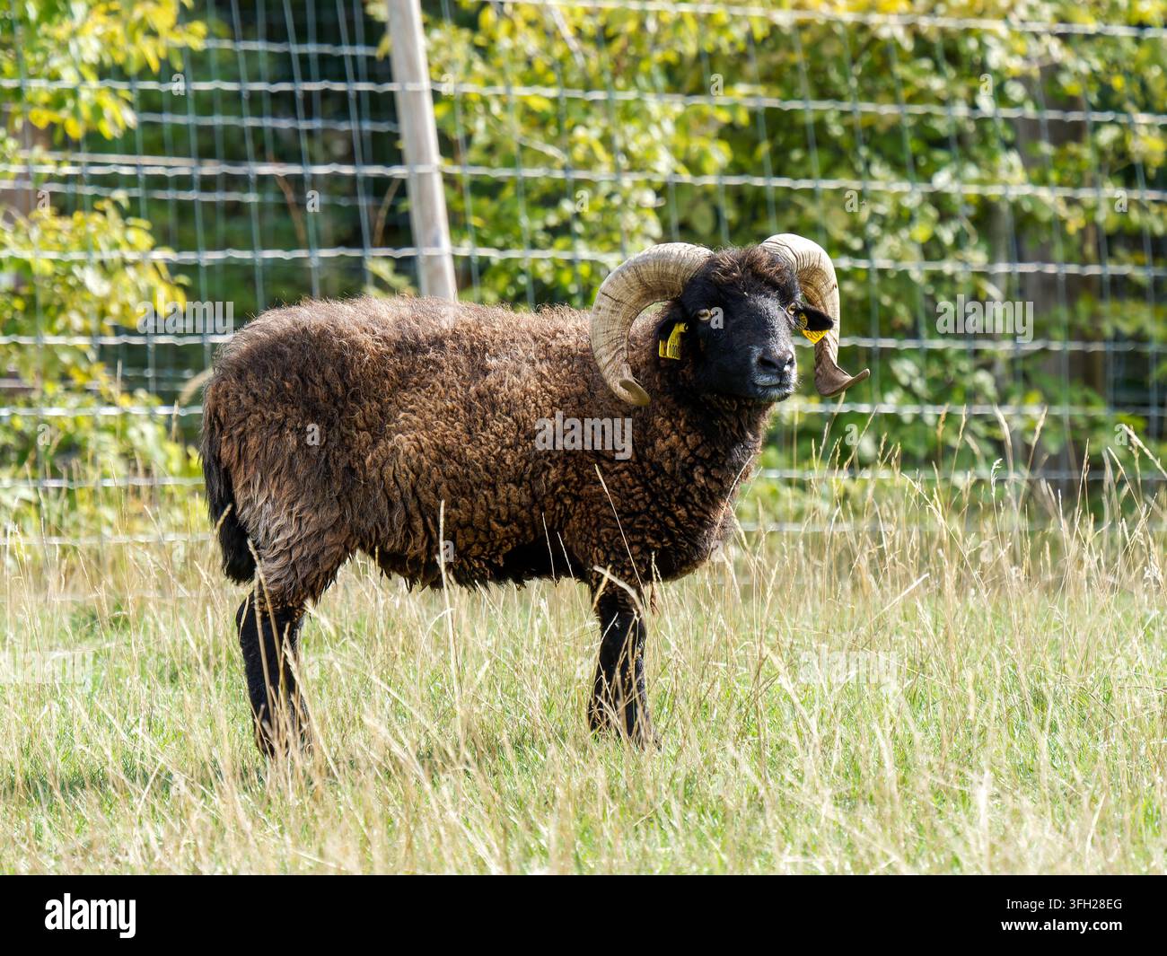 Agnello Ouessant (Ovis aries) ariete con grandi corna curve al Parc Polaire, Chaux-Neuve, Francia Foto Stock