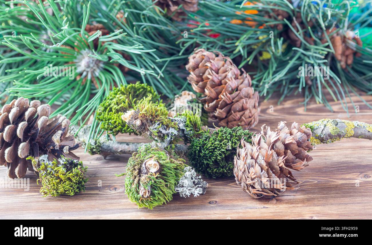 Rami di alberi coperti di muschio verde e pigne su un tavolo di legno con rami di pino Foto Stock
