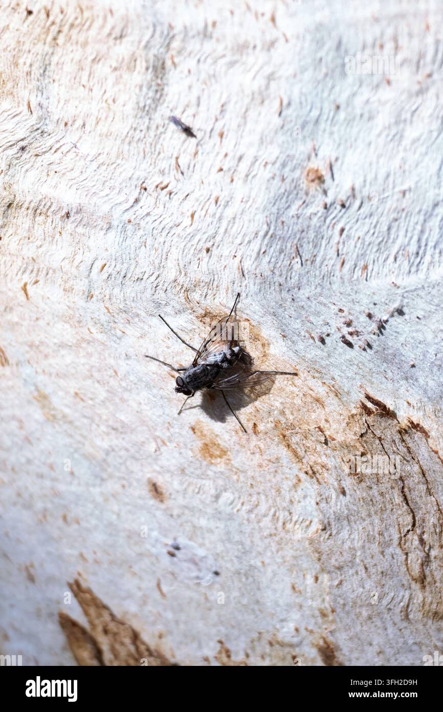 Mosca tachinide maschio dalle zampe lunghe (Senostoma sp.) che detiene un territorio sulla corteccia di eucalipto, Australia meridionale. Foto Stock