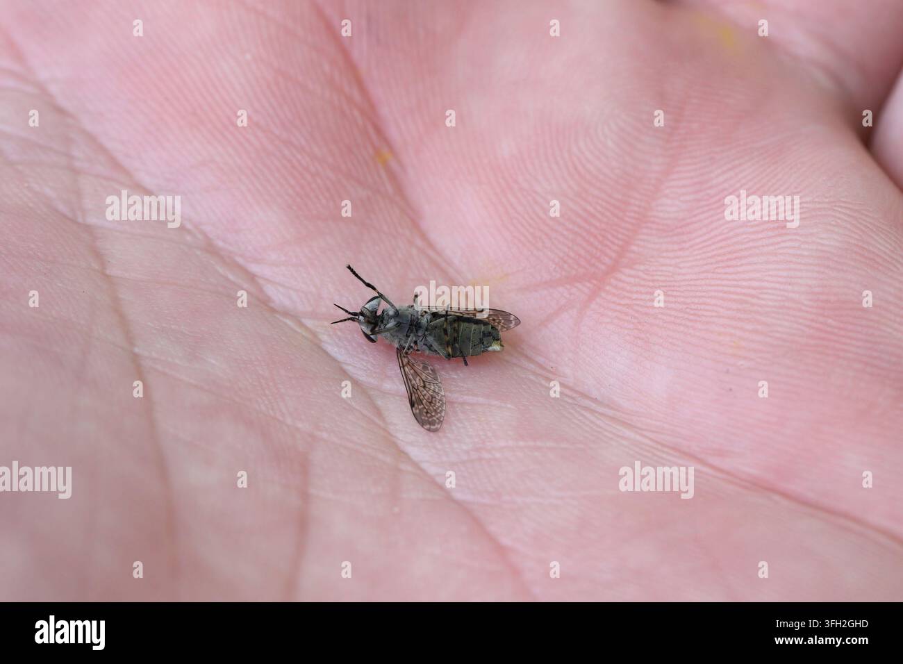 Mosca cavallina comune, mosca cavallina, mosca cavallina a corna incise, mosca cavallina, cleg (Haematopota pluvialis), femmina. Uccisa dopo aver tentato di pungere, sdraiata su una mano. Foto Stock