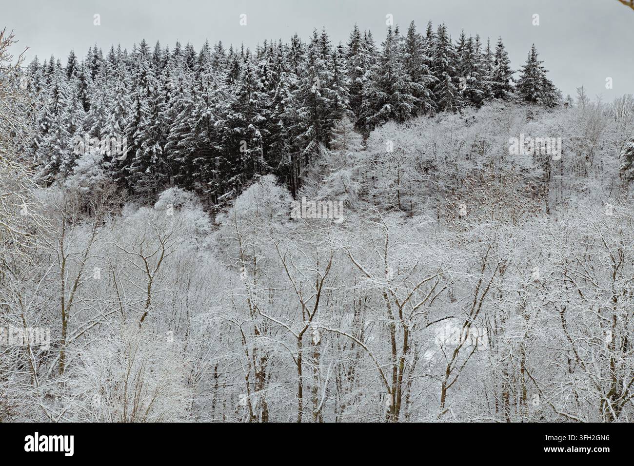 Questa fotografia di paesaggio invernale di alta qualità dimostra concetti di foresta in condizioni meteorologiche fredde stagionali e natura montana con una fitta foresta mista coperta di neve bianca fresca. L'immagine mostra una Foto Stock