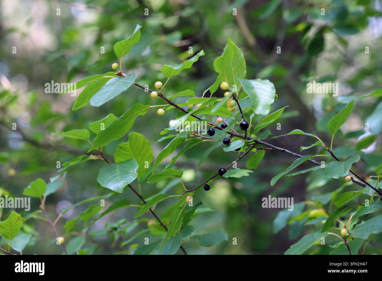 Arbuscolo selvatico fruttifero Frangula alnus, comunemente noto come aliso, aliso lucido o aliso fragile. Foto Stock