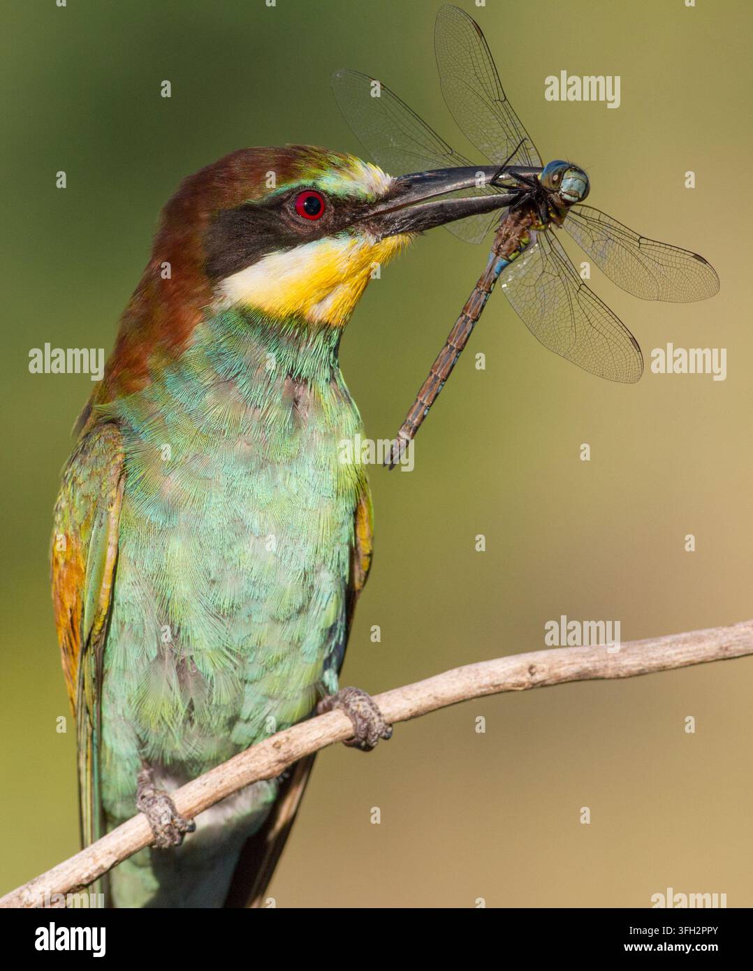Beccaccino europeo, Merops apiaster. Mattina soleggiata. Un uccello adulto ha catturato una bellissima libellula e la tiene nel becco. Foto Stock