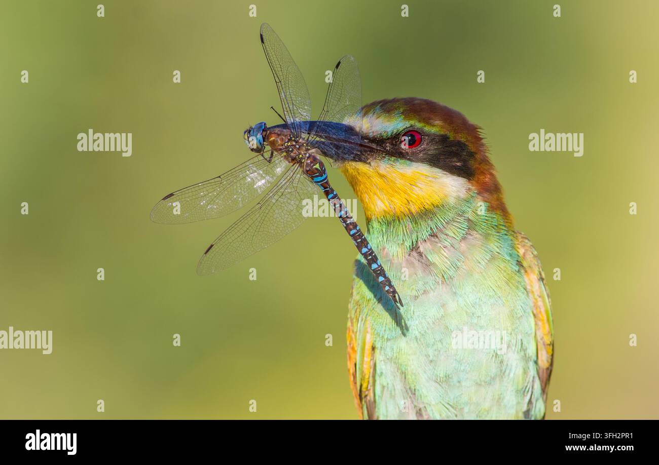 Beccaccino europeo, Merops apiaster. Mattina soleggiata. Un uccello adulto ha catturato una bellissima libellula e la tiene nel becco. Foto Stock