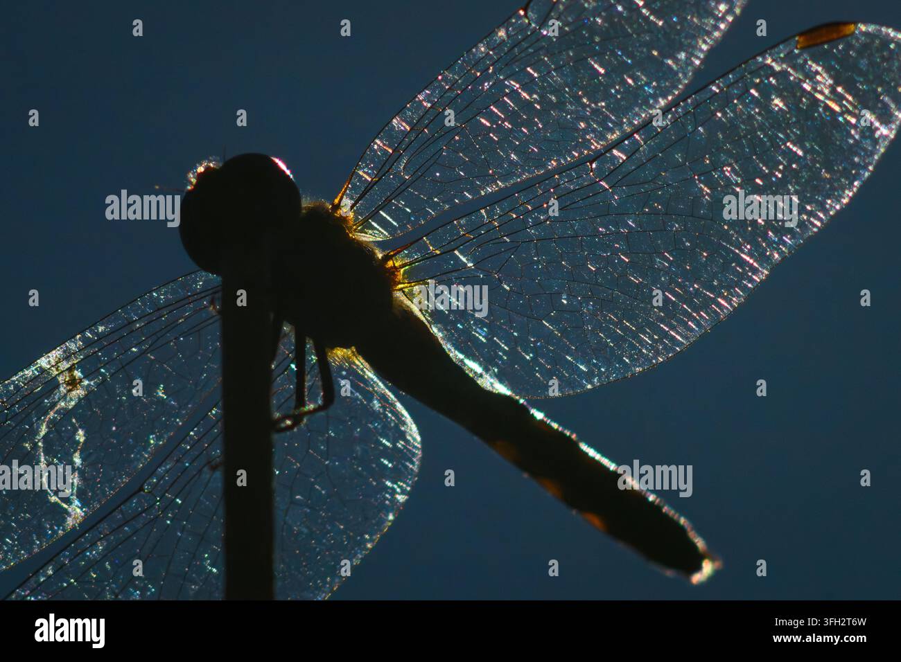 Libellula che riposa su uno stelo contro un cielo blu Foto Stock