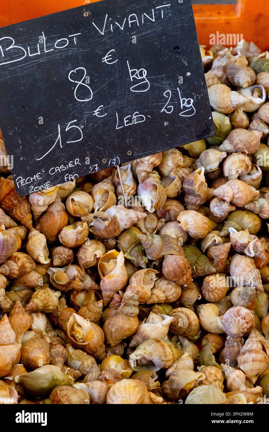 Vongole su un bancone del pescatore Foto Stock