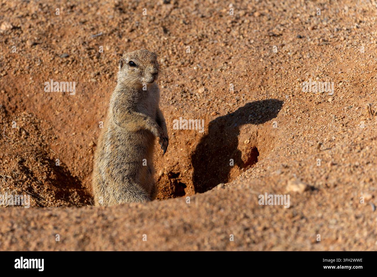Scoiattolo terraguolo del Capo (Xerus inauris) in piedi all'ingresso di una tana in Namibia, fotografato ad agosto. Foto Stock