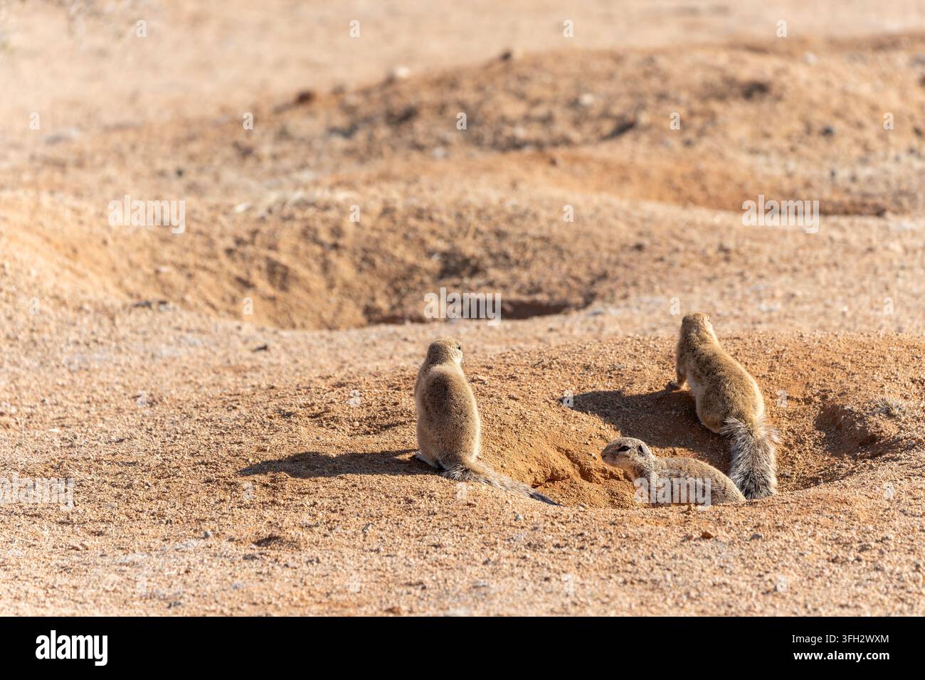 Scuri terresti del Capo (Xerus inauris) riuniti intorno alla loro tana in Namibia, fotografati ad agosto. Foto Stock