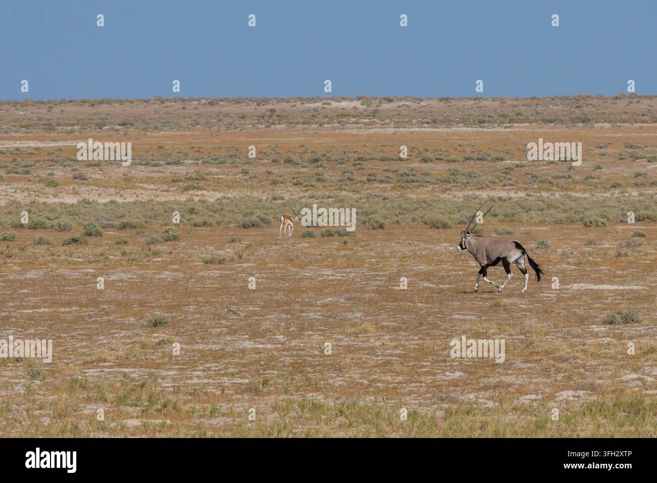 Gemsbok (Oryx gazella), o Oryx del Sudafrica, che attraversa un paesaggio namibiano arido, adattato a un ambiente desertico duro. Foto Stock