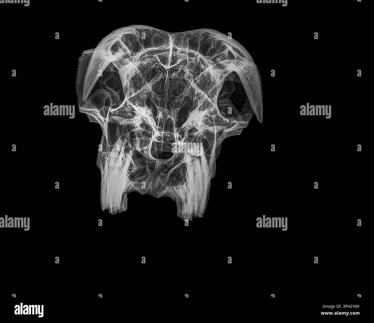 Teschio di capra che rivela una struttura ossea intricata e dettagli dentali attraverso una resa di tomografia computerizzata 3D, offrendo una visione approfondita della sua anatomia Foto Stock