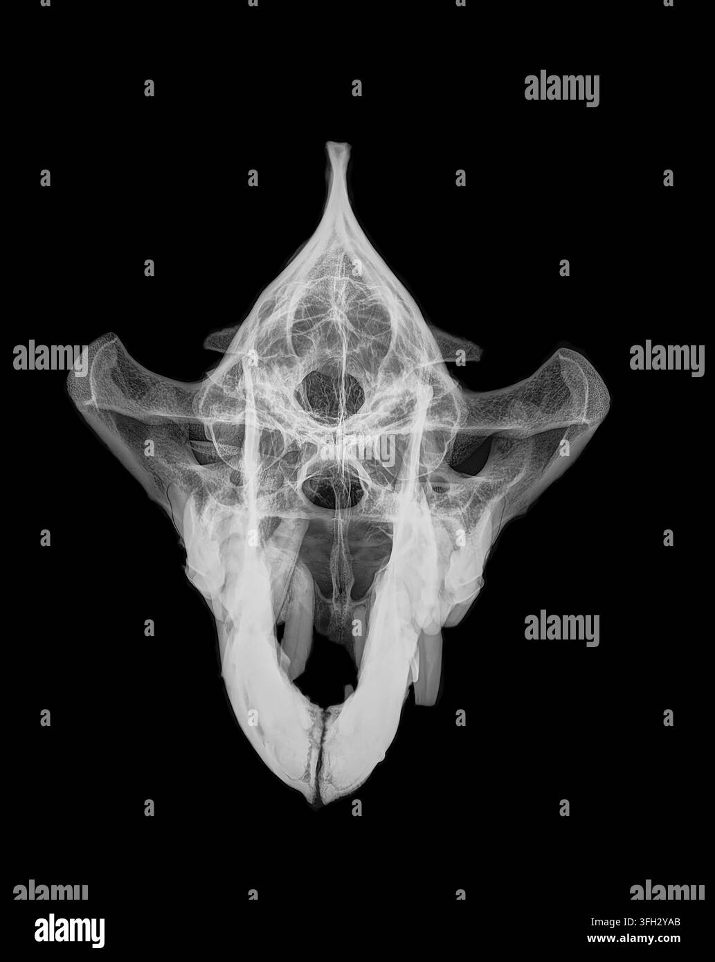 Immagini scientifiche del cranio di iena che rivelano l'anatomia interna complessa e la struttura scheletrica, evidenziando la ricerca biologica, la medicina veterinaria, a Foto Stock