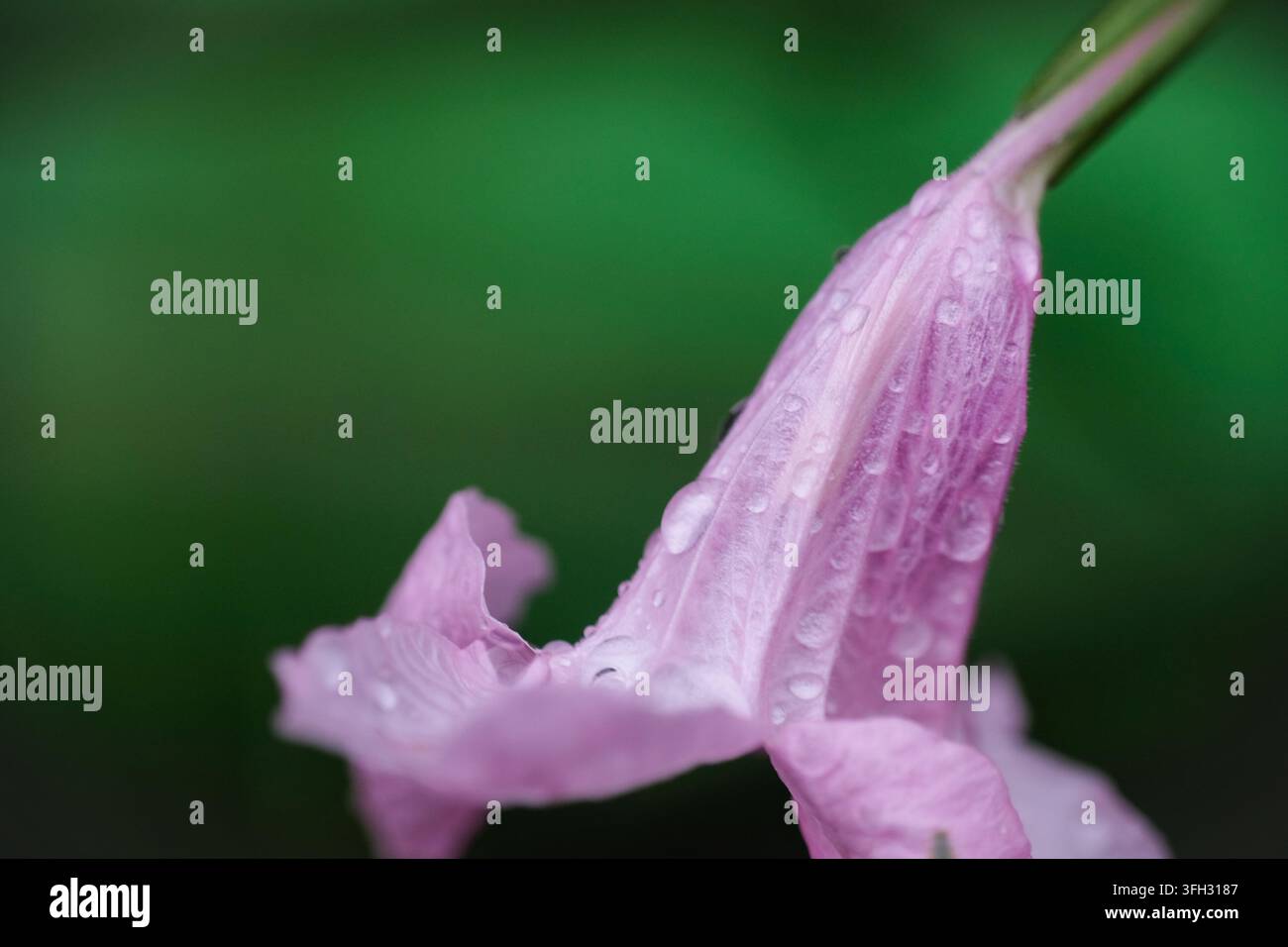 Primo piano di un petalo di fiore di Ruellia rosa con gocce d'acqua Foto Stock