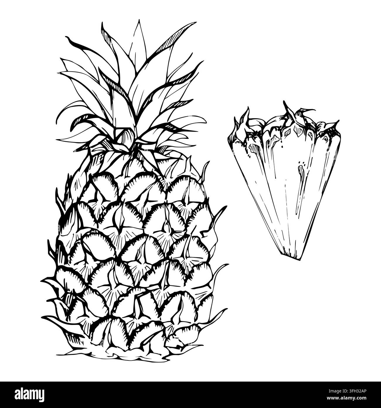 Ananas fresco, frutto tropicale esotico intero con corona spinosa. Pezzo tagliato, buccia ruvida e polpa succosa. Vettore botanico disegnato a mano con inchiostro isolato Illustrazione Vettoriale