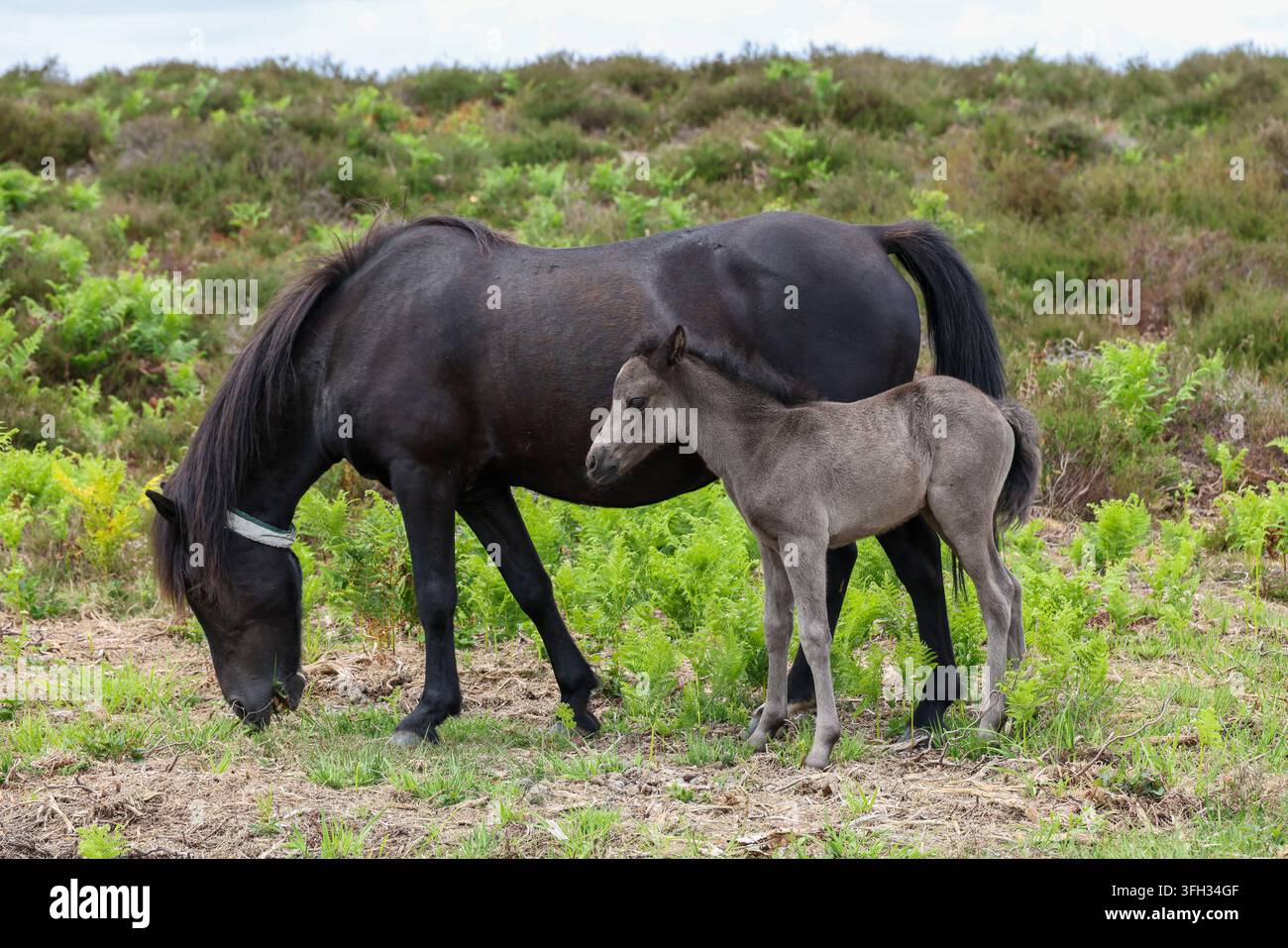 Pony e puledro del New Forest vicino a Wilverley Inclosure, Burley Road, Brockenhurst, New Milton Foto Stock