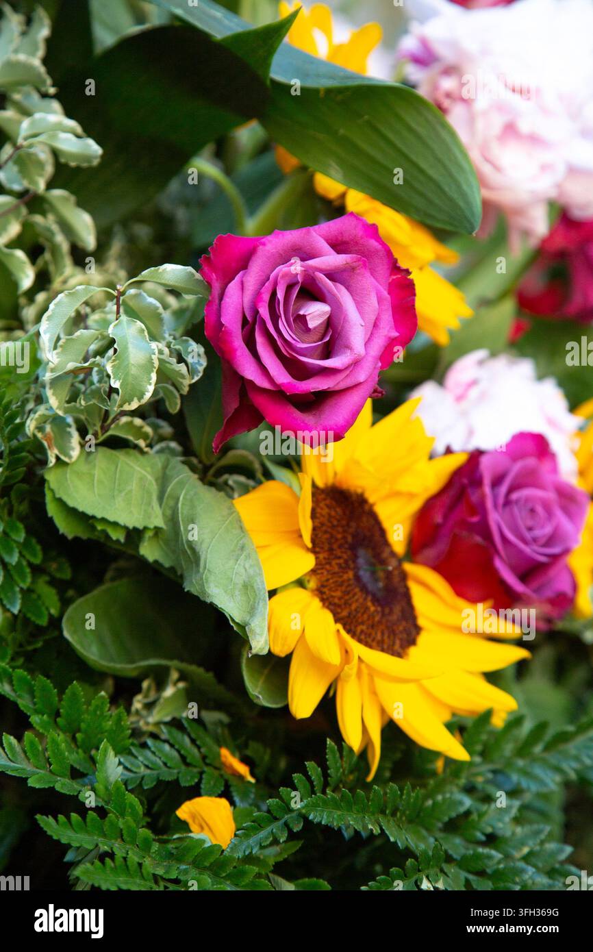 Rosa rosa vibrante circondata da fiori di girasole gialli e da una vegetazione verde lussureggiante in una composizione floreale colorata con luce naturale soffusa, texture ricche Foto Stock