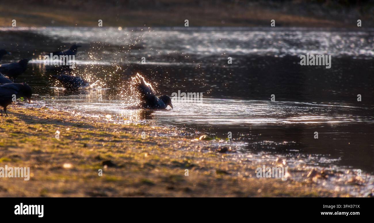 Corvo del Nordovest che fa il bagno nell'acqua poco profonda di un lago al tramonto, con il sole che brilla sulle gocce d'acqua schizzate. Foto Stock