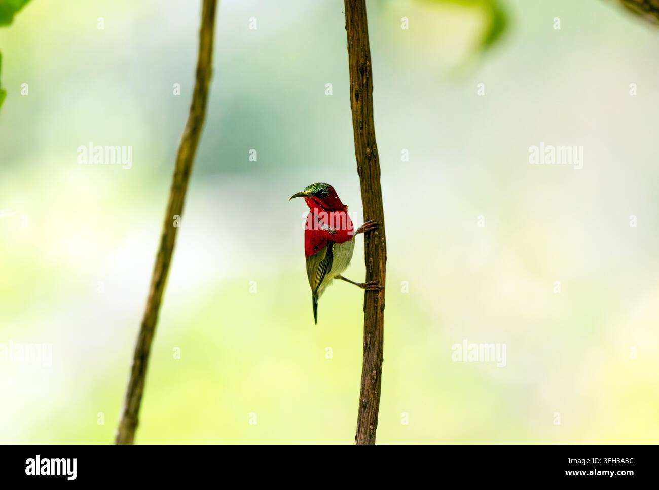 Uccello del sole cremisi aggrappato a una sottile vite della foresta Foto Stock