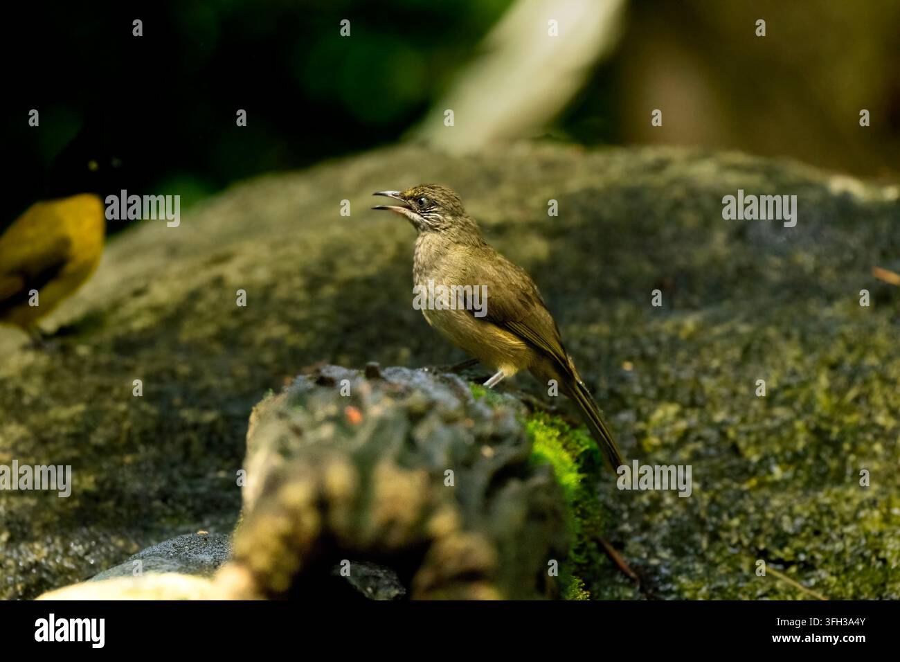 Bulbulo dalle orecchie striate che chiama su una roccia boscosa Foto Stock