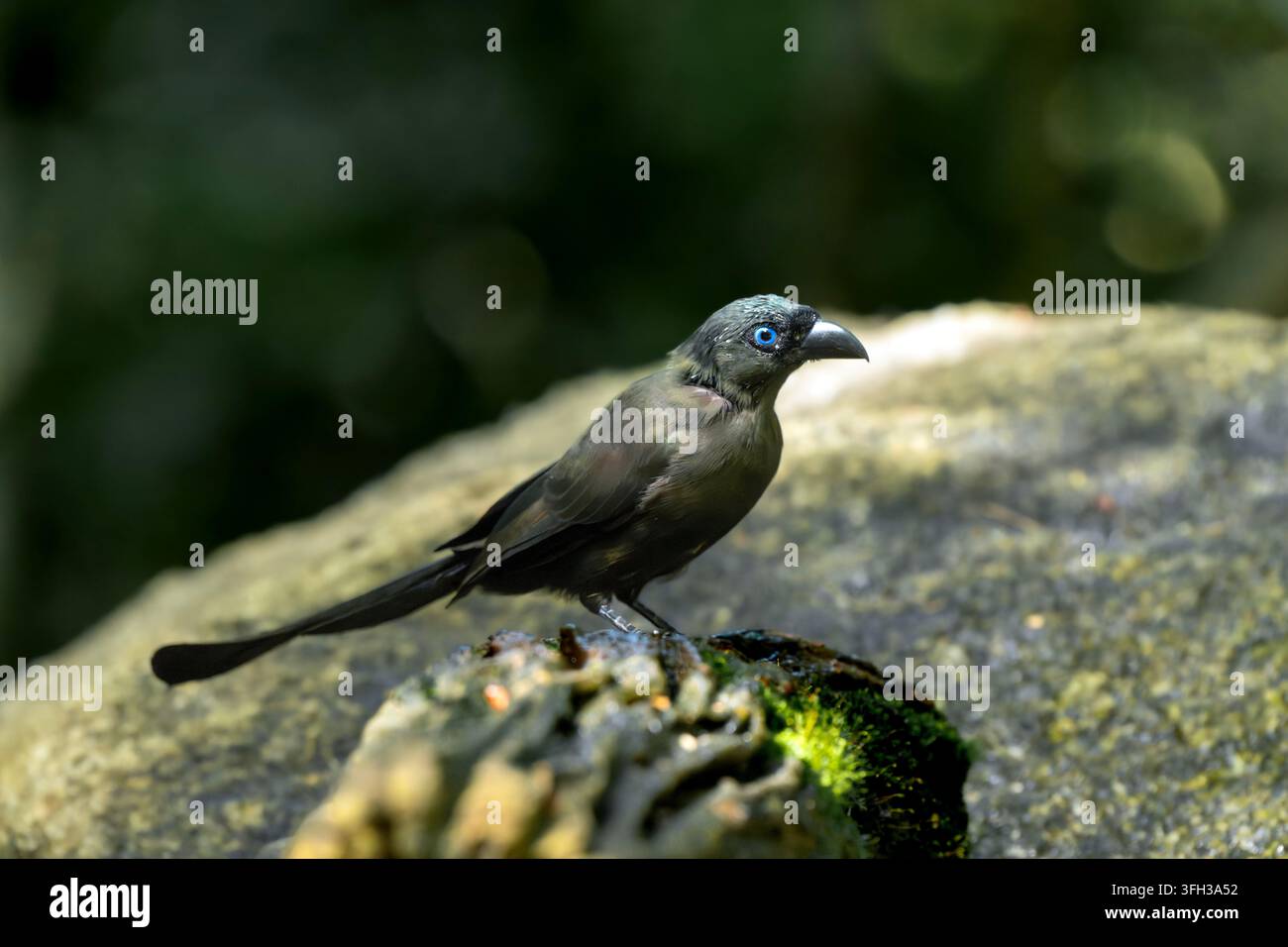 Treepie dalla coda a racchetta in piedi su una roccia boscosa coperta di muschio Foto Stock