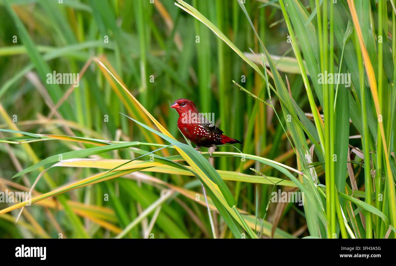 Amaranto rosso appollaiato tra l'erba alta della palude Foto Stock