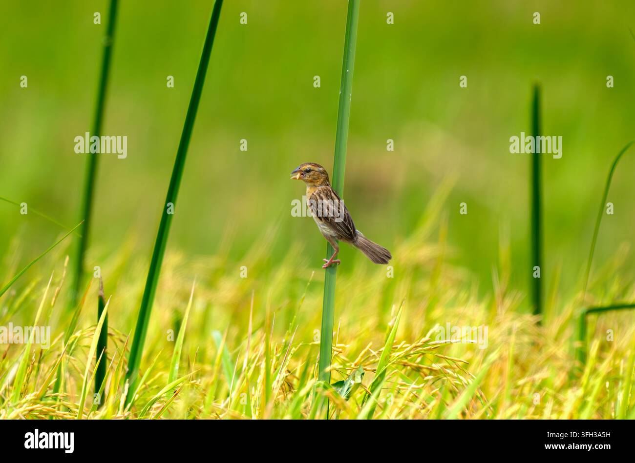 Uccello tessitore femmina appollaiato su riso maturo Foto Stock