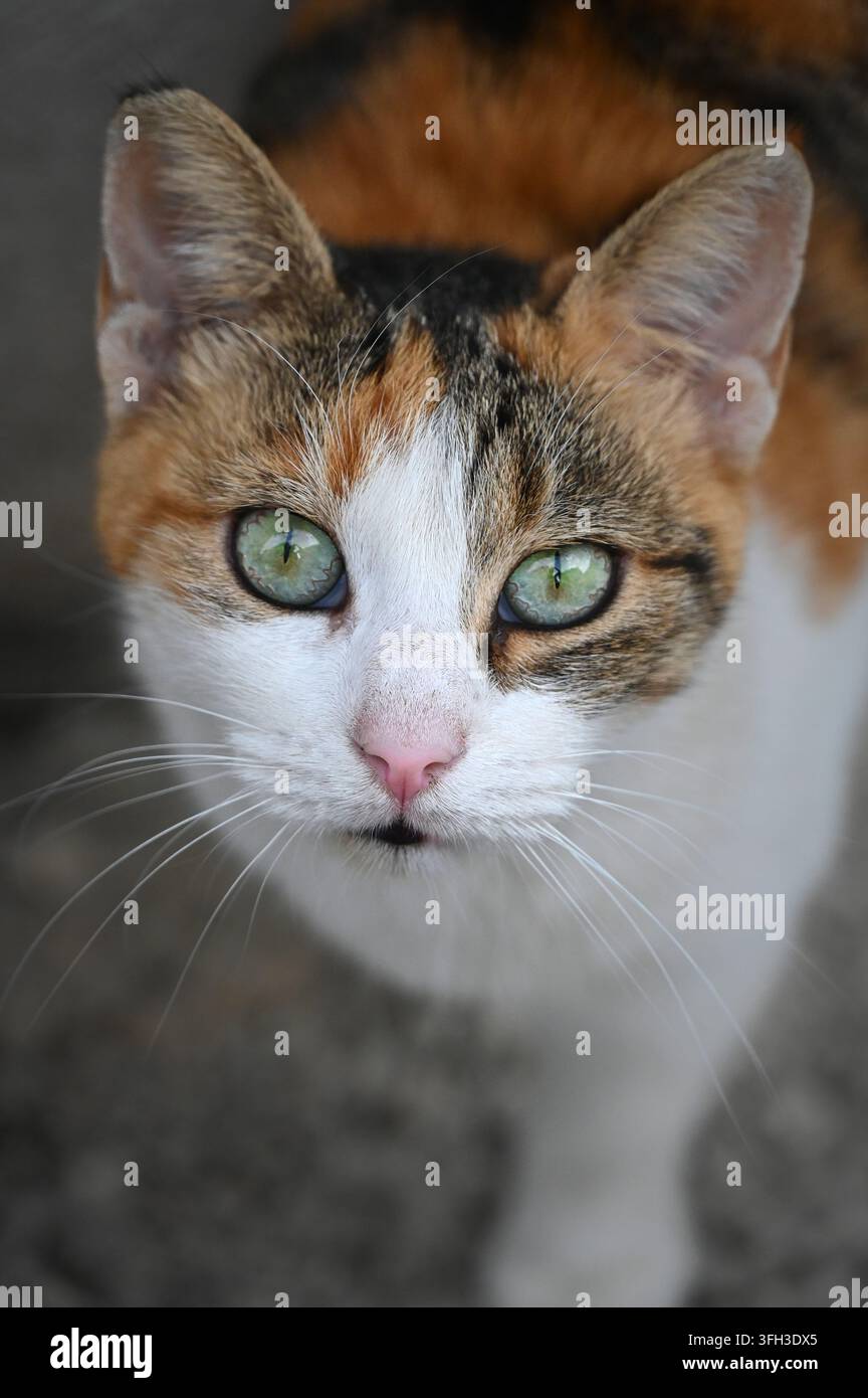 Fotografia a distanza ravvicinata verticale di un grazioso gatto calico con occhi verdi sorprendenti che guarda direttamente verso la fotocamera. Foto Stock