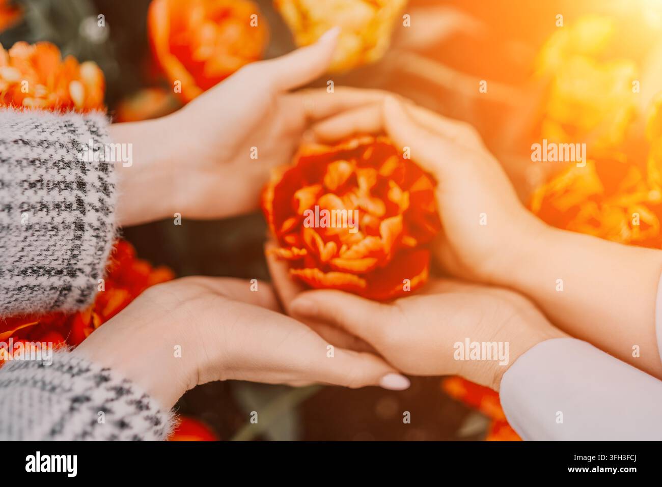 Mani che tengono una vibrante fioritura di arancio in un prato primaverile illuminato dal sole per mostrare cura e coesione Foto Stock
