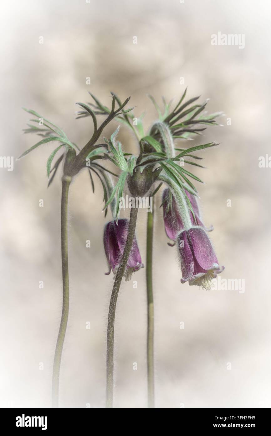 Fiori di pulsatilla dei prati (Pulsatilla pratensis) con fiori viola cadenti e fogliame finemente diviso. Foto Stock