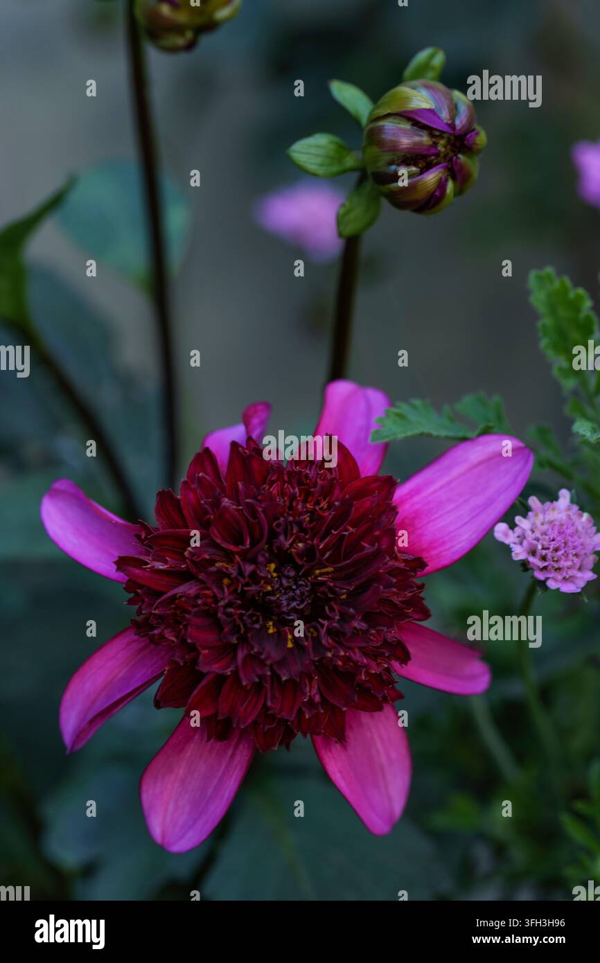 Dalia vibrante con fiori ad anemoni in un giardino che fiorisce con petali centrali bordeaux profondi e fioretti raggianti viola brillanti sotto un bocciolo a fuoco morbido. Foto Stock